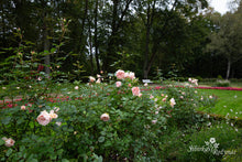 Load image into Gallery viewer, Matthias Claudius Rose