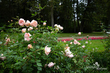 Load image into Gallery viewer, Matthias Claudius Rose