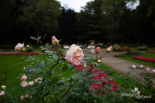 Load image into Gallery viewer, Matthias Claudius Rose
