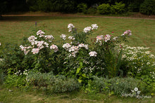 Load image into Gallery viewer, Lyda Rose