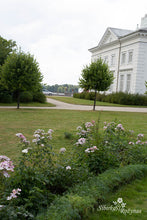 Load image into Gallery viewer, Lyda Rose