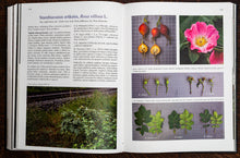 Load image into Gallery viewer, Knyga &quot;Rožės Siela&quot;