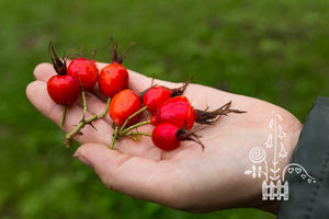 Rosa villosa