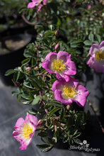 Load image into Gallery viewer, Rosa x micrugosa
