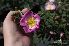 Load image into Gallery viewer, Rosa x micrugosa