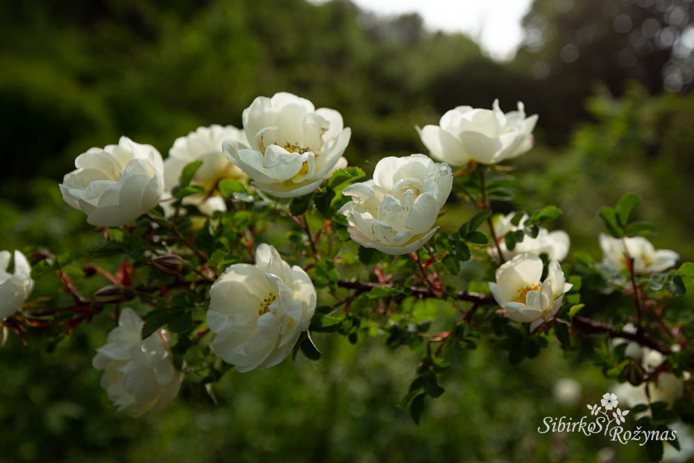 Rosa spinosissima 'Kakwa'