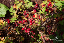 Load image into Gallery viewer, Rosa assurensis