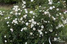 Load image into Gallery viewer, Rosa spinosissima pilnavidurė balta forma