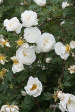 Load image into Gallery viewer, Rosa spinosissima pilnavidurė balta forma