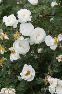 Rosa spinosissima pilnavidurė balta forma