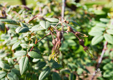 Load image into Gallery viewer, Rosa macroplylla f. glaucophylla