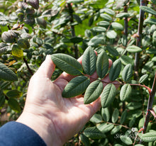 Load image into Gallery viewer, Rosa macroplylla f. glaucophylla