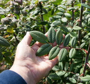 Rosa macroplylla f. glaucophylla
