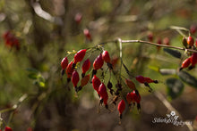 Load image into Gallery viewer, Rosa pisocarpa