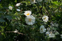 Load image into Gallery viewer, Rosa alba &#39;Semiplena&#39;