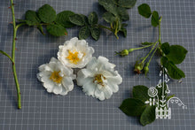 Load image into Gallery viewer, Rosa alba &#39;Semiplena&#39;