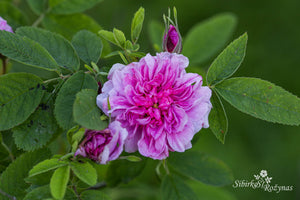 Rosa majalis 'Foecundissima'