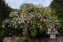 Load image into Gallery viewer, Blush Damask