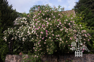 Blush Damask