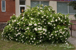 Ritausma