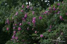 Load image into Gallery viewer, Rosa californica &#39;Plena&#39;