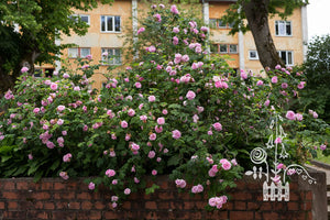 Vilniaus Centifolia
