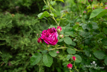 Load image into Gallery viewer, Great Western