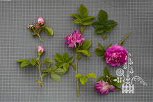Load image into Gallery viewer, Agatha