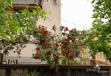 Load image into Gallery viewer, Raudona vijoklinė iš Kaloferio (Bulgarija)