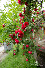 Load image into Gallery viewer, Raudona vijoklinė iš Kaloferio (Bulgarija)