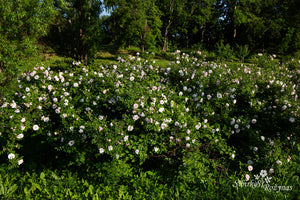 Sävel