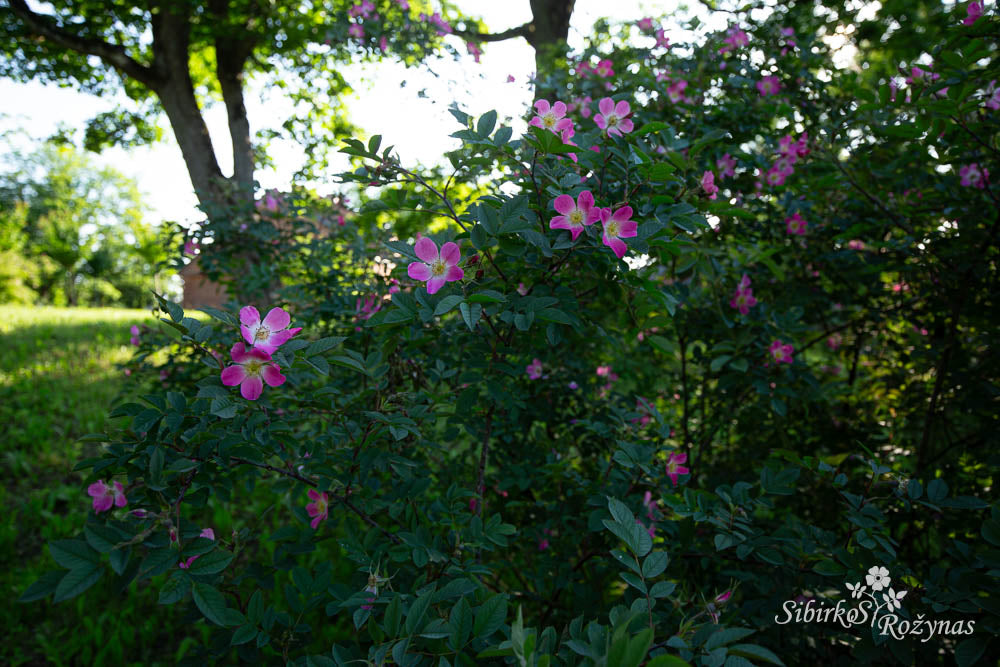 Rosa glauca 'Carmenetta'