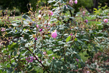 Load image into Gallery viewer, Rosa macroplylla f. glaucophylla