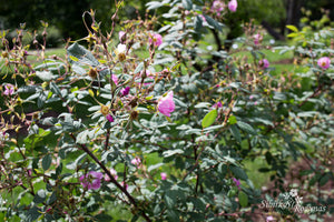 Rosa macroplylla f. glaucophylla