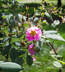 Rosa macroplylla f. glaucophylla
