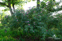Load image into Gallery viewer, Rosa glauca &#39;Carmenetta&#39;