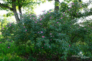 Rosa glauca 'Carmenetta'