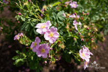 Load image into Gallery viewer, Rosa assurensis
