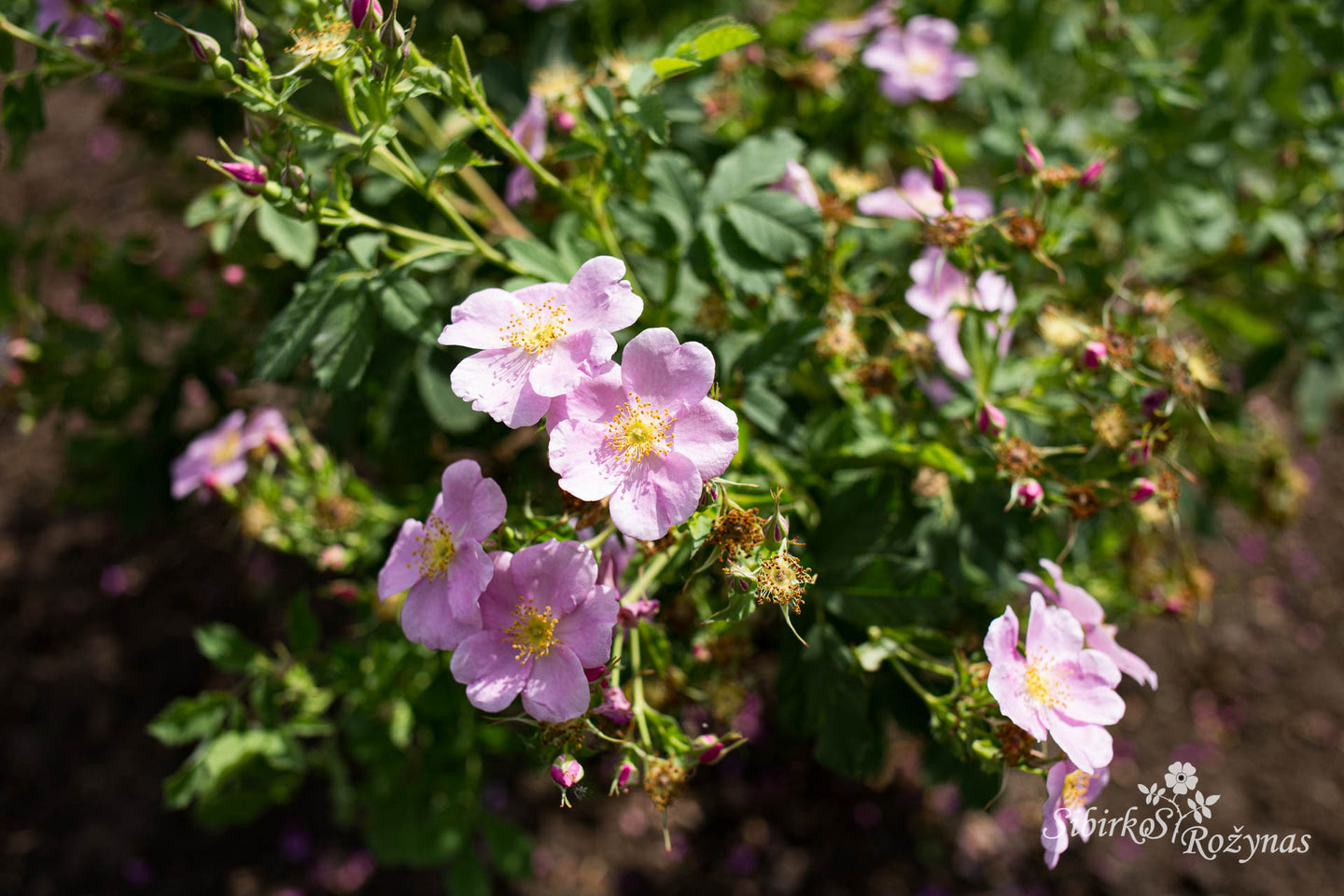 Rosa assurensis