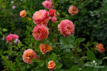 Load image into Gallery viewer, Arabia