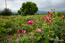 Load image into Gallery viewer, Bulgarijos "centifolia"