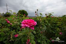 Load image into Gallery viewer, Bulgarijos "centifolia"