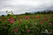Load image into Gallery viewer, Bulgarijos "centifolia"