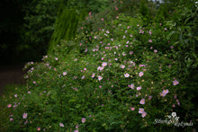 Load image into Gallery viewer, Rosa woodsii var. fendleri