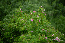 Load image into Gallery viewer, Rosa acicularis var. nipponensis
