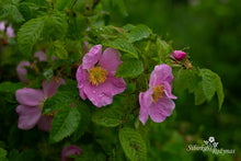 Load image into Gallery viewer, Rosa acicularis var. nipponensis