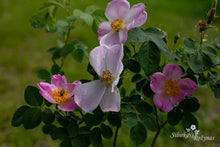 Load image into Gallery viewer, Aizputes rožė