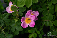Load image into Gallery viewer, Aizputes rožė