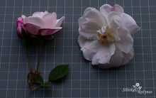 Load image into Gallery viewer, Félicité et Perpétue