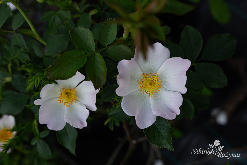 Rosa corymbifera